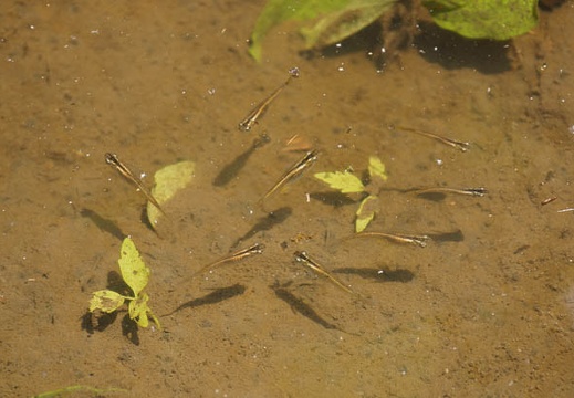 201106041142-DSC01376.jpg