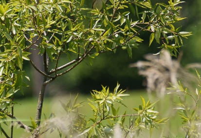 201106041144-DSC01392.jpg