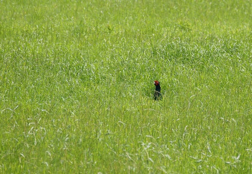 201106041327-DSC01653.jpg