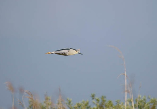 201106041615-DSC01785.jpg