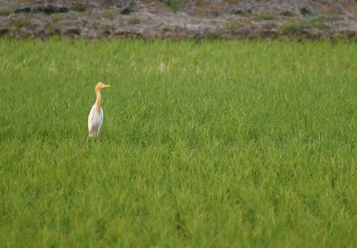 201106041758-DSC01939.jpg