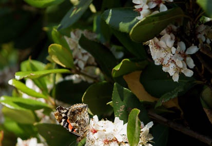 201106061353-DSC02350.jpg