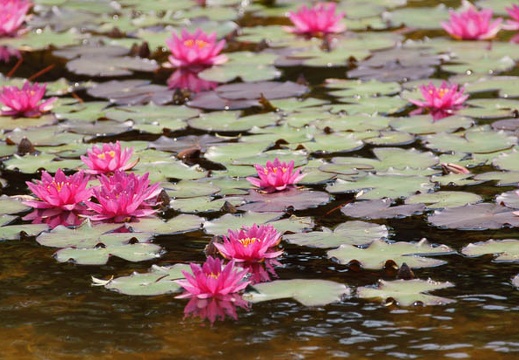 06.08 兼六園