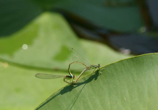 201106081236-DSC03673.jpg