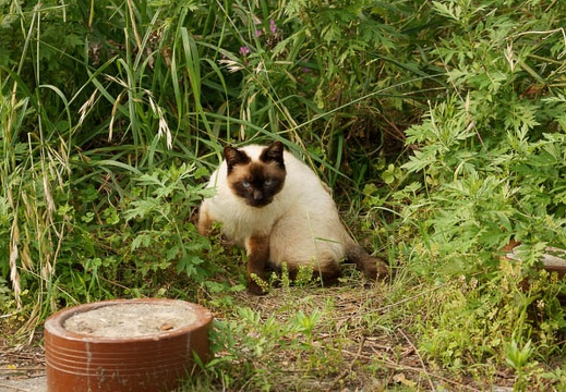 201106091629-DSC04671.jpg