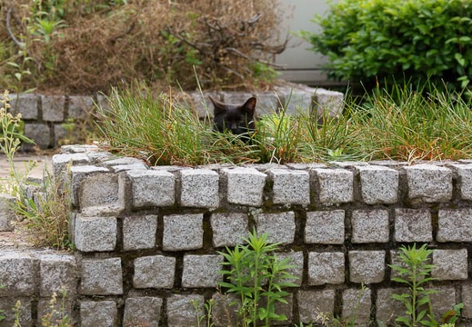 201106091705-DSC04735.jpg