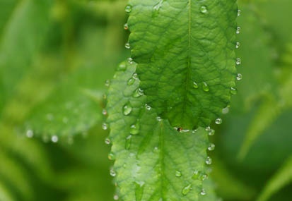 201106141128-DSC04838.jpg