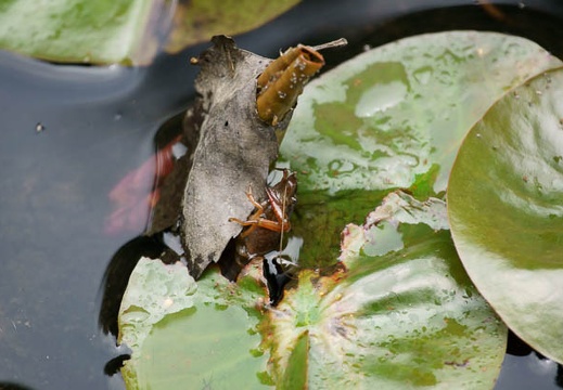 201106141147-DSC04931.jpg