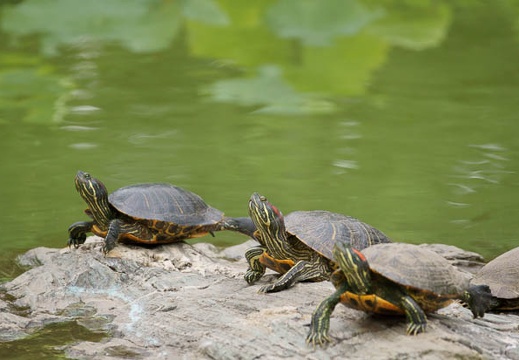 201106141408-DSC05263.jpg
