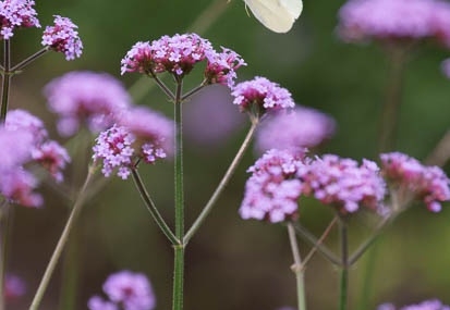201106151108-DSC05962.jpg