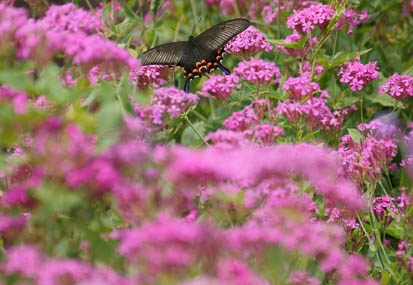 201106151108-DSC05963.jpg