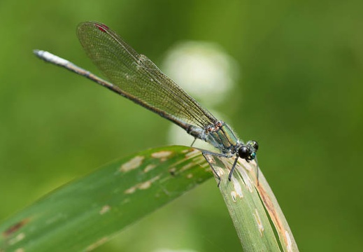 201106151230-DSC06125.jpg