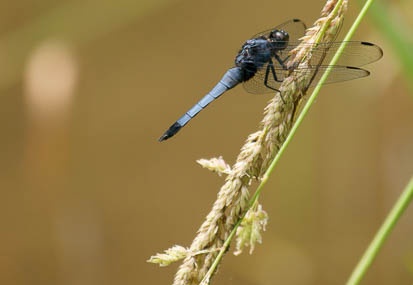 201106151237-DSC06142.jpg