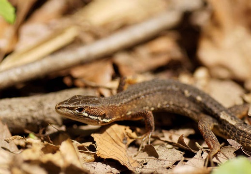 201106151252-DSC06171.jpg