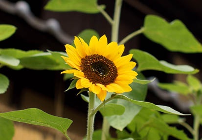 201106151316-DSC06207.jpg
