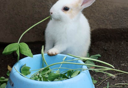 06.15 ぐんま昆虫の森