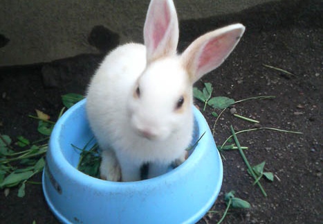 20110615134706-SO902i.jpg
