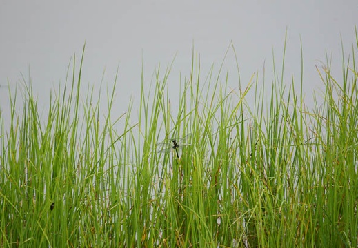 201106171604-DSC06750.jpg