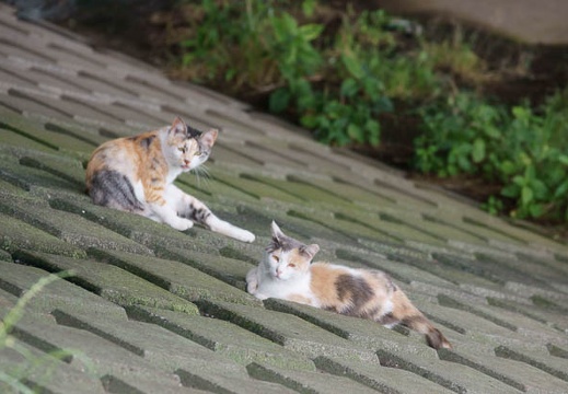201106181044-DSC06894.jpg