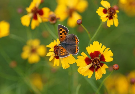 201106181119-DSC06970.jpg
