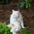 201106201533-DSC07726.jpg