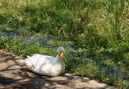 201106221046-DSC00798.jpg