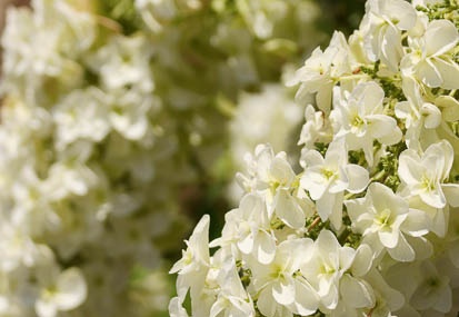 201106221203-DSC00823.jpg