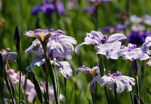 201106221453-DSC00900.jpg