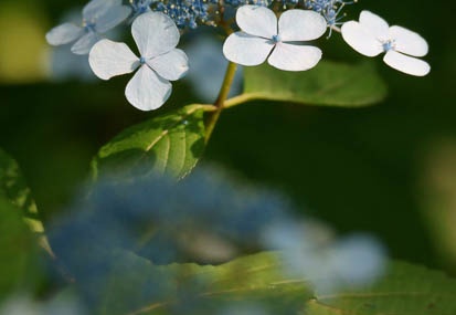 201106221536-DSC00982.jpg