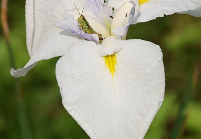 201106231409-DSC01362.jpg