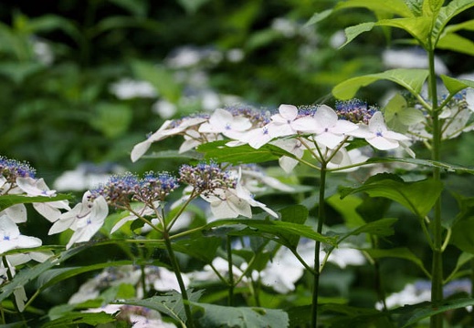 201106231457-DSC01469.jpg