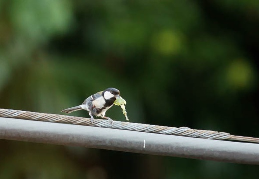 201106231715-DSC01569.jpg