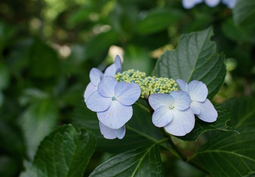 201106241305-DSC01668.jpg