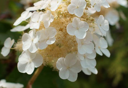 201106241404-DSC01875.jpg