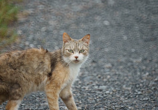 201106301709-DSC01110.jpg