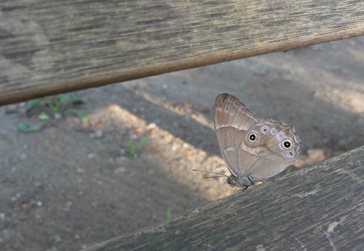 201107121744-DSC00296.jpg