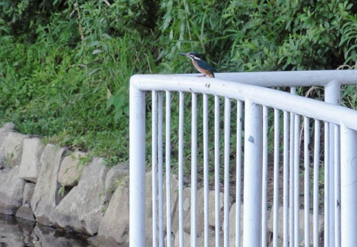 201107121749-DSC00310.jpg