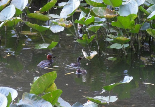 201107121752-DSC00323.jpg