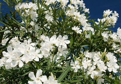 201107130803-DSC01474.jpg