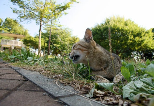 201107161543-DSC00099.jpg