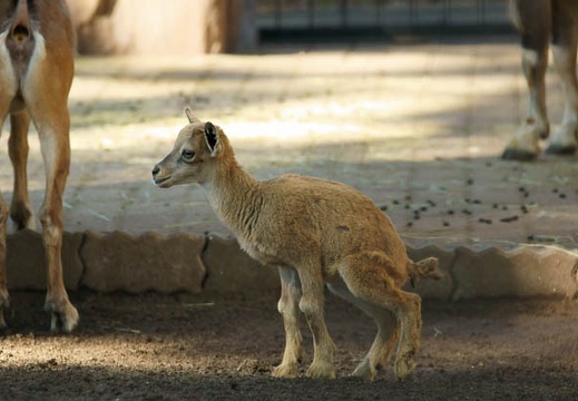 201107161559-DSC00137.jpg