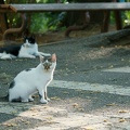 201107161640-DSC00229.jpg