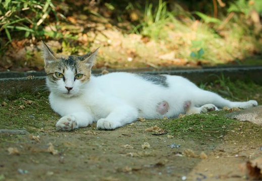 201107161644-DSC00239.jpg