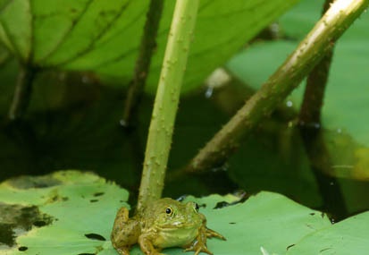 201107180617-DSC00346.jpg
