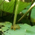 201107180617-DSC00346.jpg