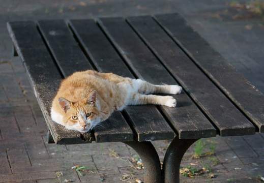 201107180637-DSC00396.jpg