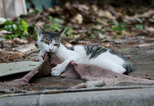 201107180733-DSC00606.jpg