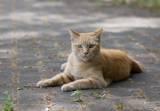 201107180800-DSC00716.jpg
