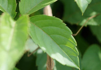 201107180809-DSC00738.jpg