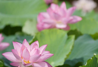 201107180826-DSC00765.jpg